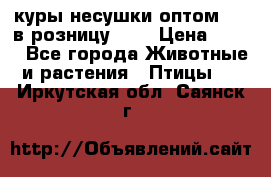 куры несушки.оптом 160 в розницу 200 › Цена ­ 200 - Все города Животные и растения » Птицы   . Иркутская обл.,Саянск г.